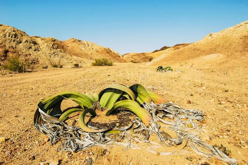 千岁兰，一棵能够在沙漠中活千年的植物!